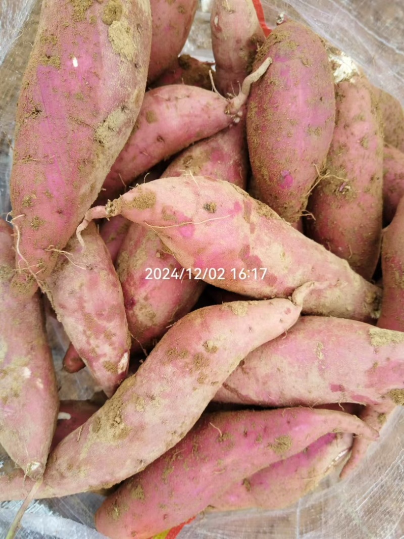 四川红薯商薯19商品薯徐薯18白心红薯淀粉薯打粉薯