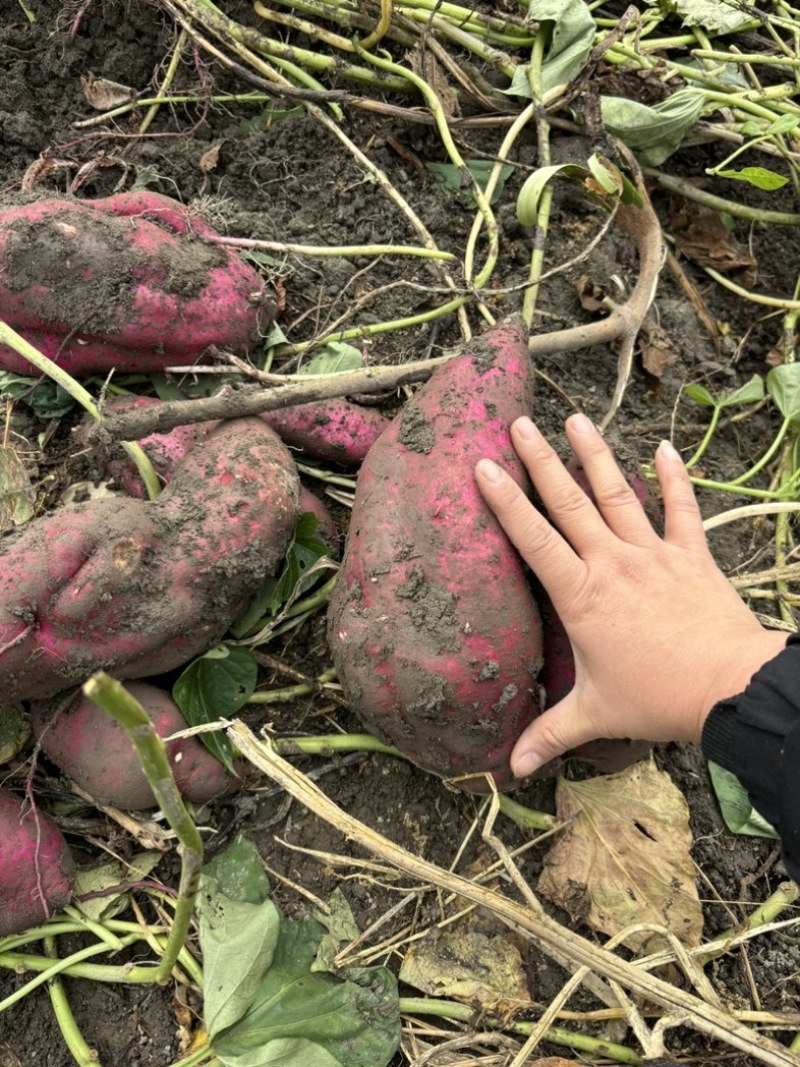 四川红薯徐薯19打粉红薯商薯淀粉红薯地瓜