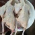 现杀乳鸽
