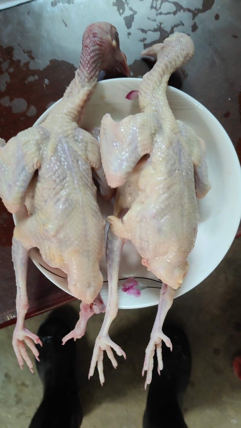 现杀乳鸽
