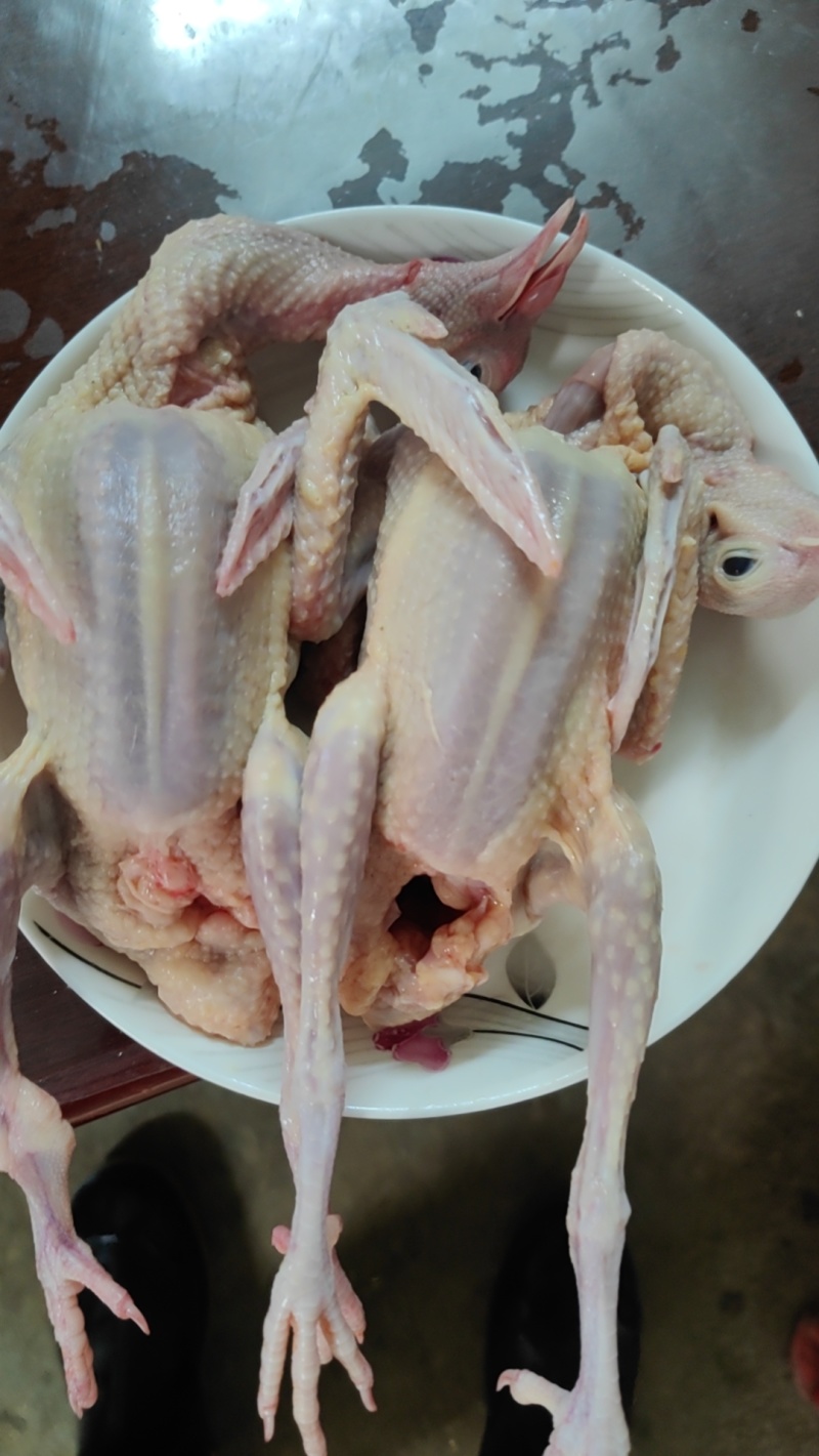 现杀乳鸽