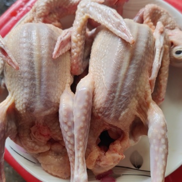 现杀乳鸽
