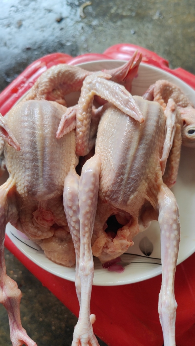 现杀乳鸽