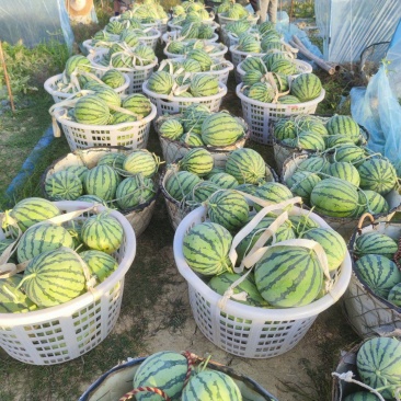 麒麟瓜