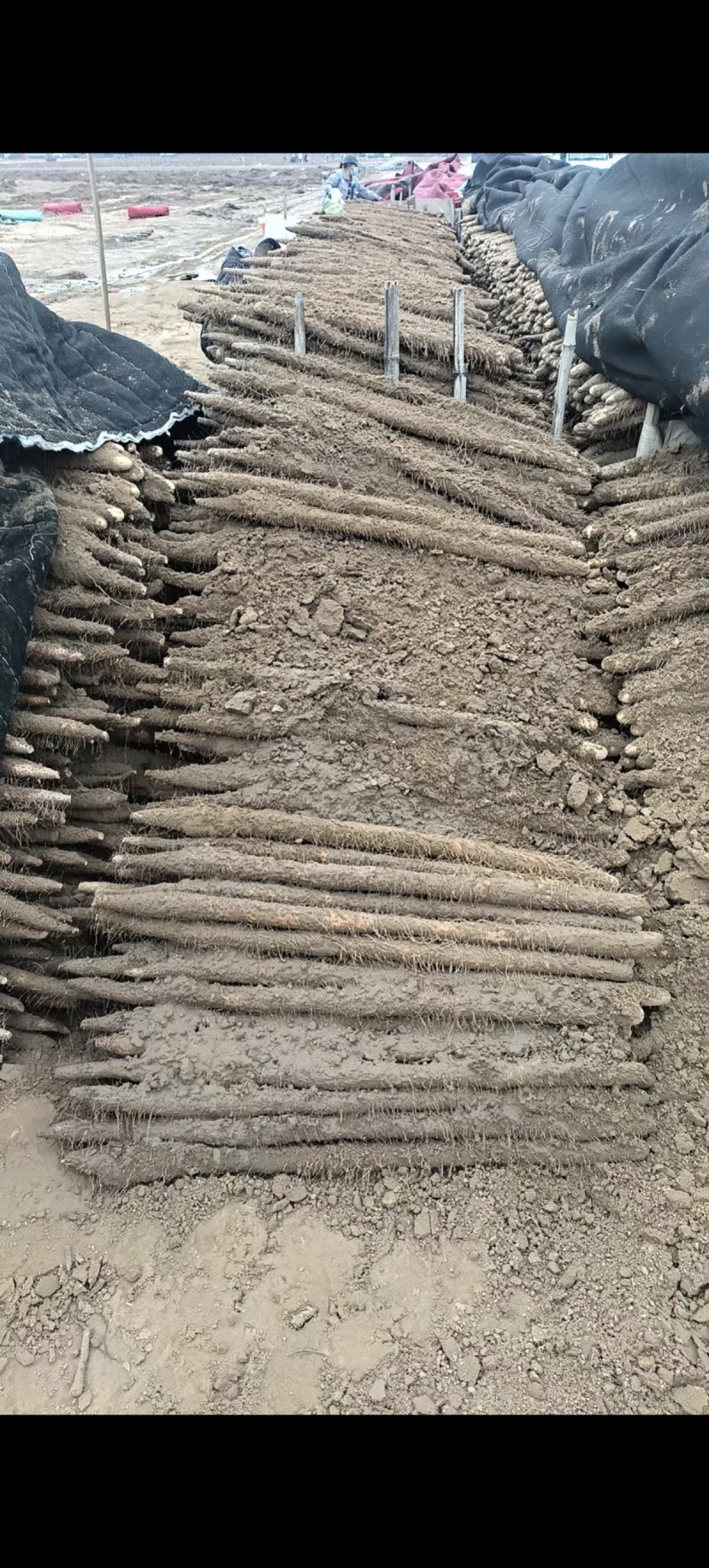 【产地直发】新鲜双棒山药二三路大货规格齐全无中间商赚差