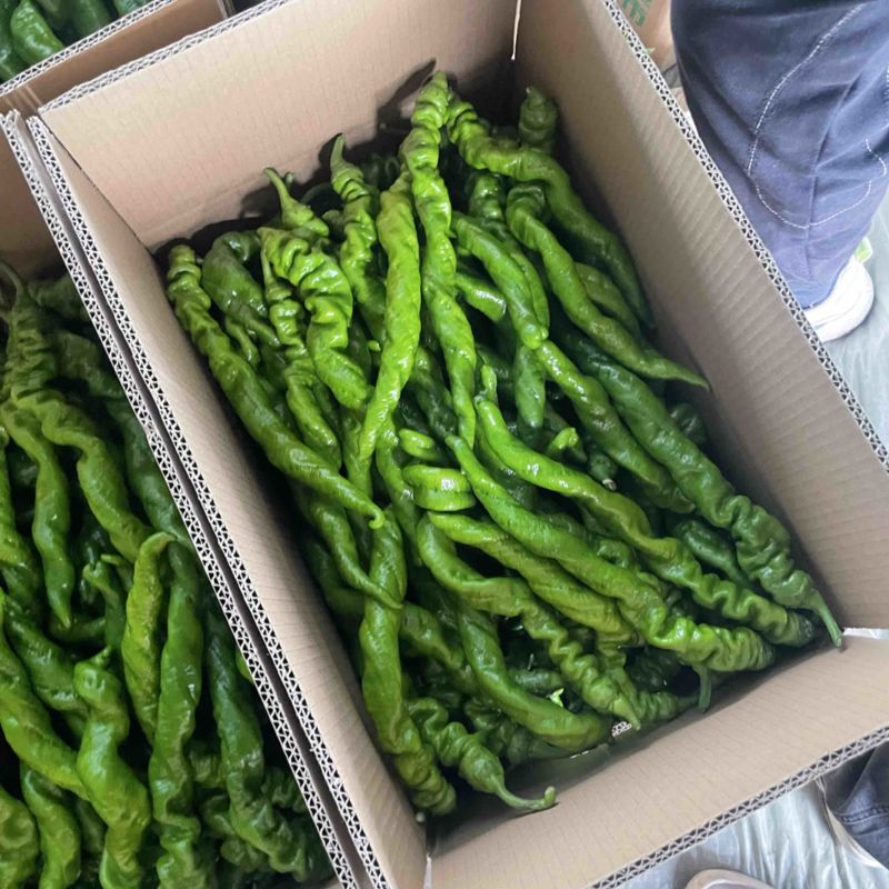 产地直发精品螺丝椒电商螺丝椒一件代发