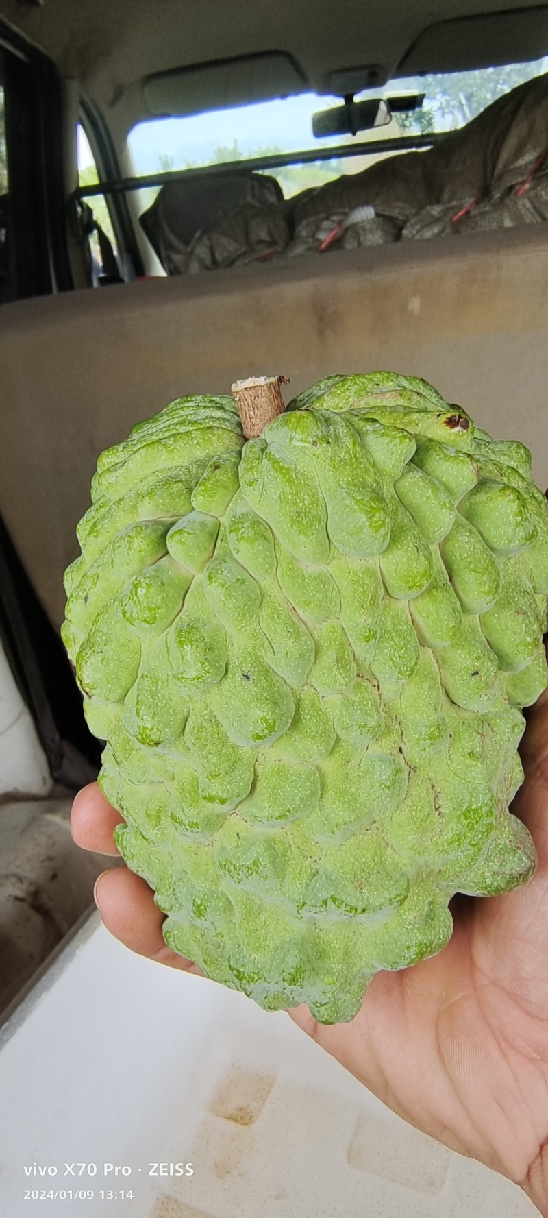 崇左精品AP释迦果