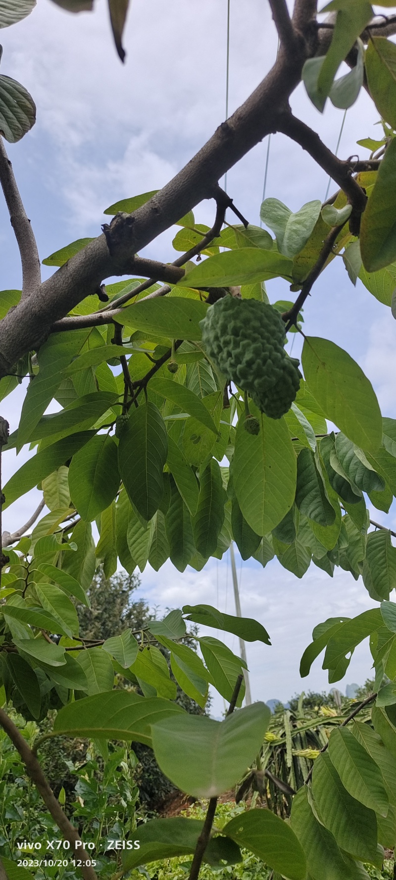 崇左精品AP释迦果