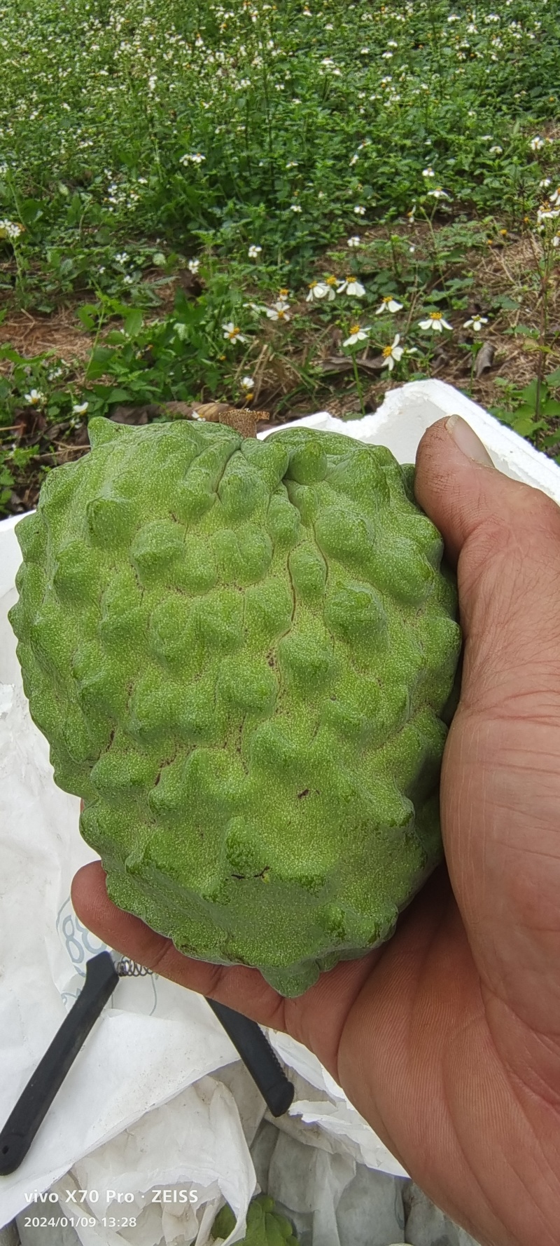 崇左精品AP释迦果