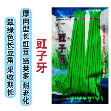 春风成鼎豇子牙长豆角种子翠绿色厚肉型长豇豆种子产量高