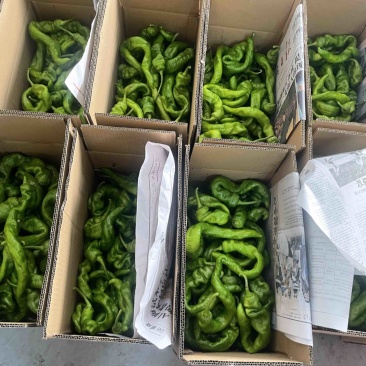 基地直供电商螺丝椒一件代发