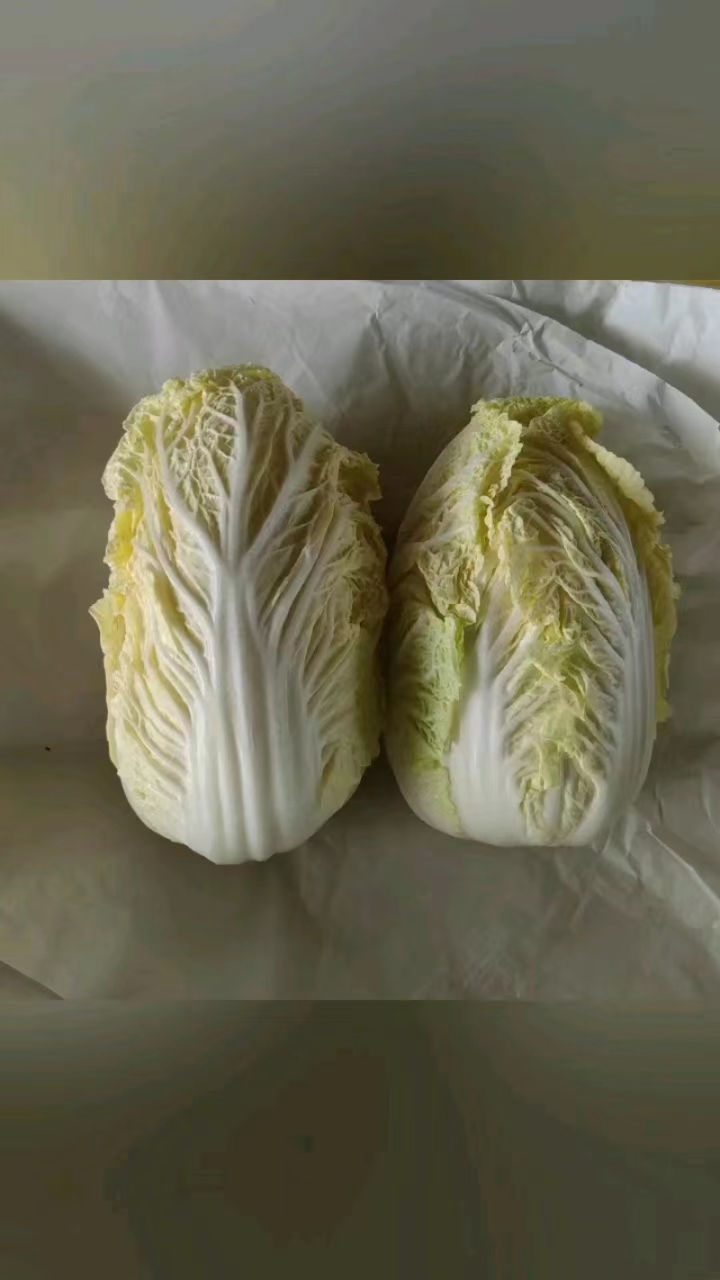 娃娃菜，当地直供，品质保证欢迎来到实地考察