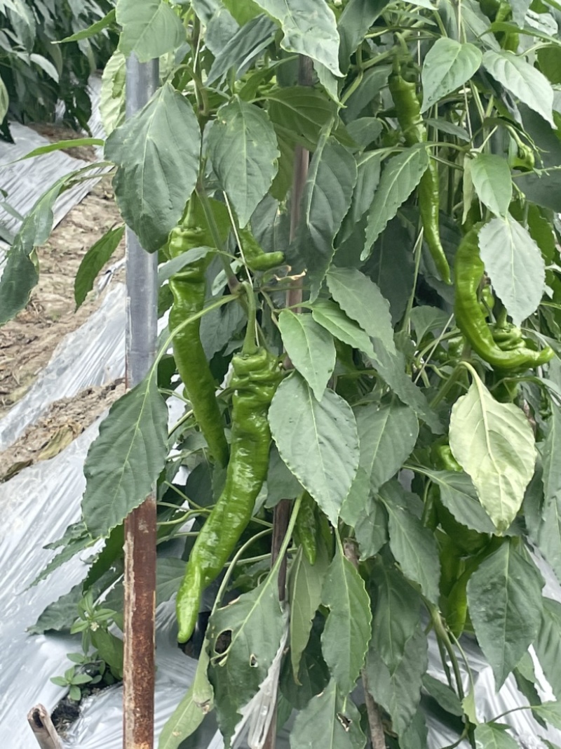 基地直供电商螺丝椒一件代发