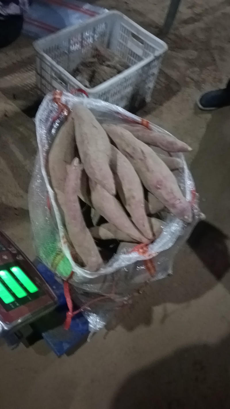 西瓜红红薯甜香好吃德州夏津红皮红心