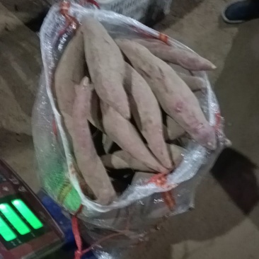 西瓜红红薯甜香好吃德州夏津红皮红心