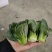上海青，矮脚菜，精黑矮脚菜，矮脚菜，青菜，小黑菜，七宝青