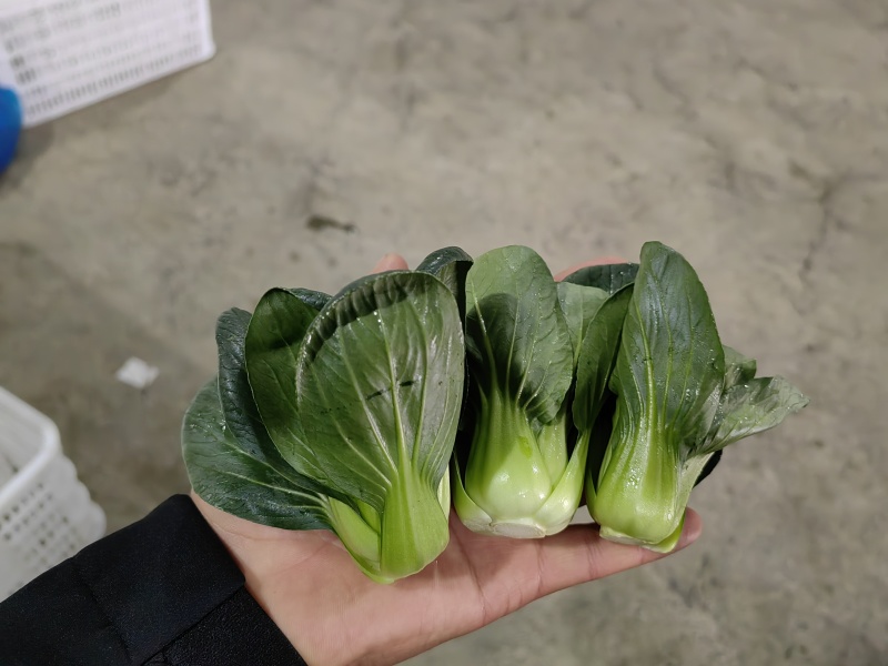 上海青，矮脚菜，精黑矮脚菜，矮脚菜，青菜，小黑菜，七宝青