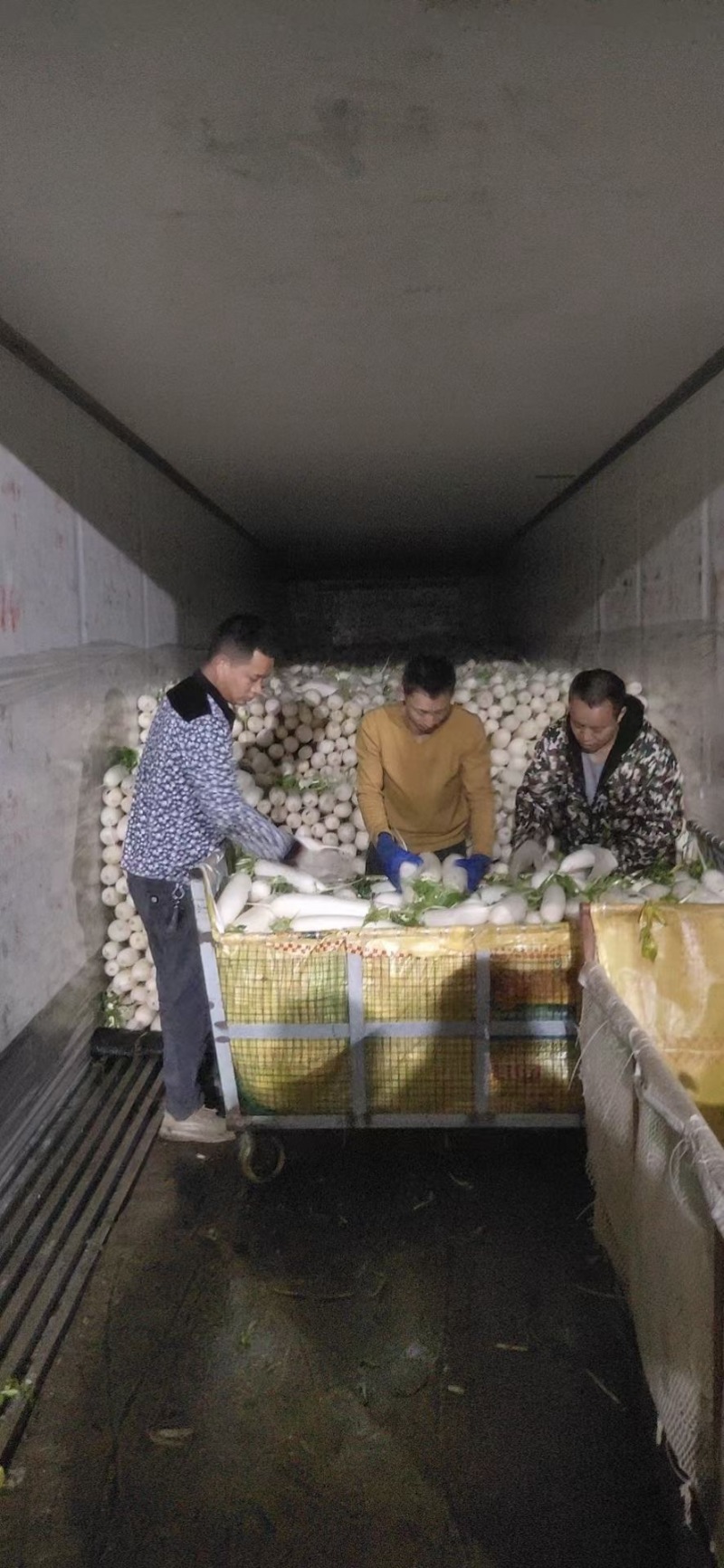 推荐长白萝卜，产地直销，品质优良量大从优，欢迎电话联系。