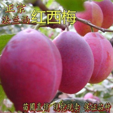莫妮卡红肉西梅李子树苗，基地直发，下单挖苗发货不成活退款