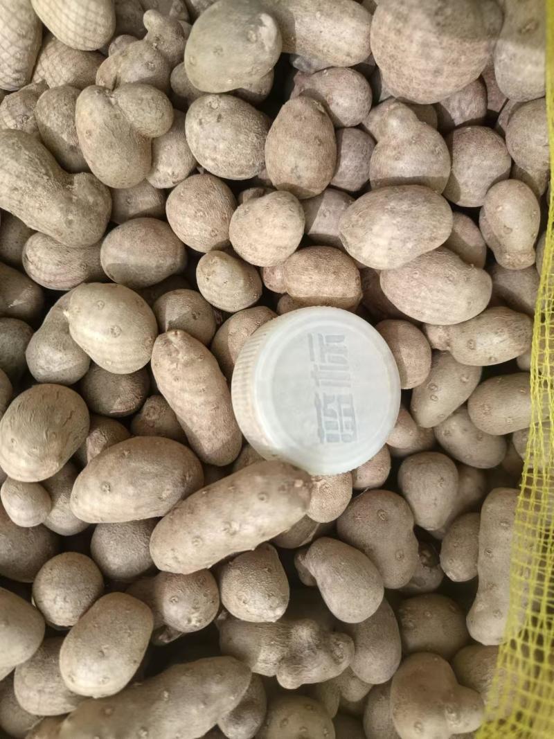 山药豆【山东基地山药豆】支持视频看货，可发往全国市场！