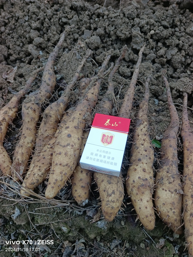 山药豆【山东基地山药豆】支持视频看货，可发往全国市场！