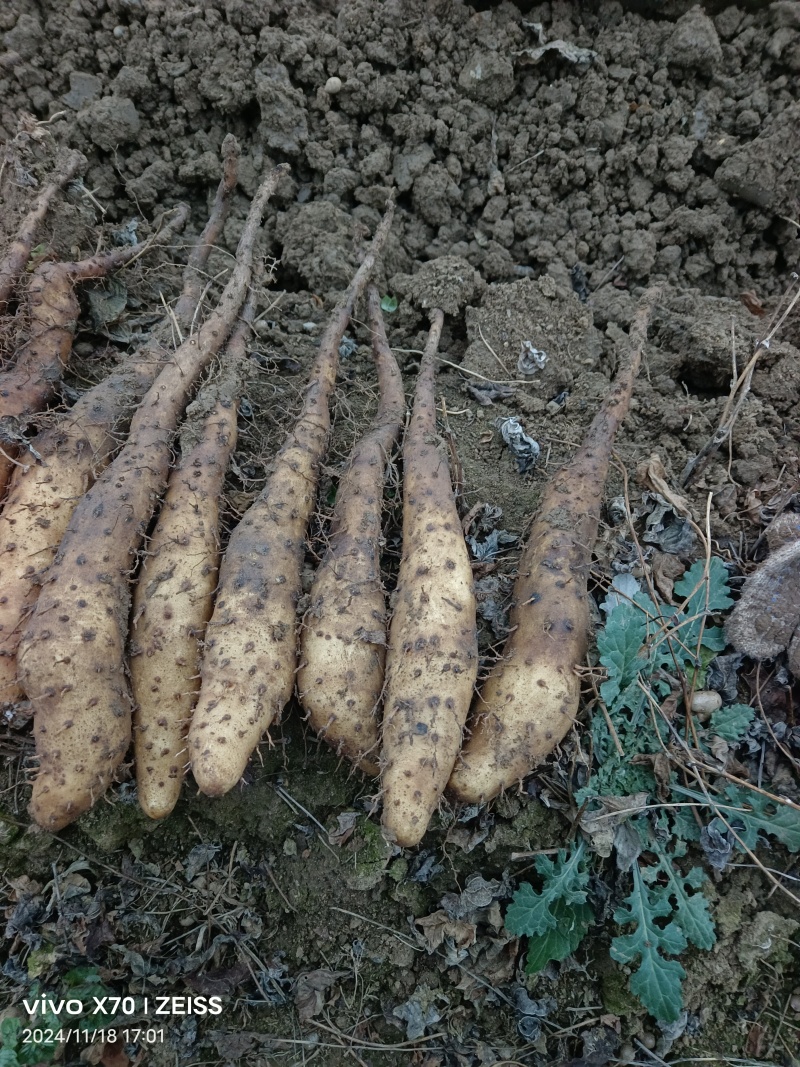 山药豆【山东基地山药豆】支持视频看货，可发往全国市场！