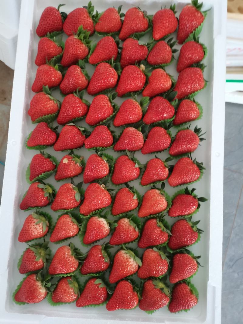 各品种草莓通货，分拣，小果，河北保定满城顺平的草莓