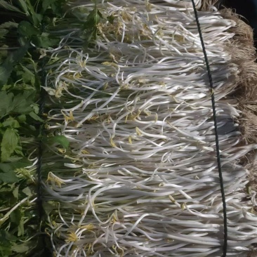 精品芹芽