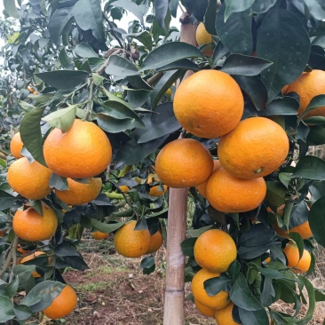 精品水果爱媛果冻橙