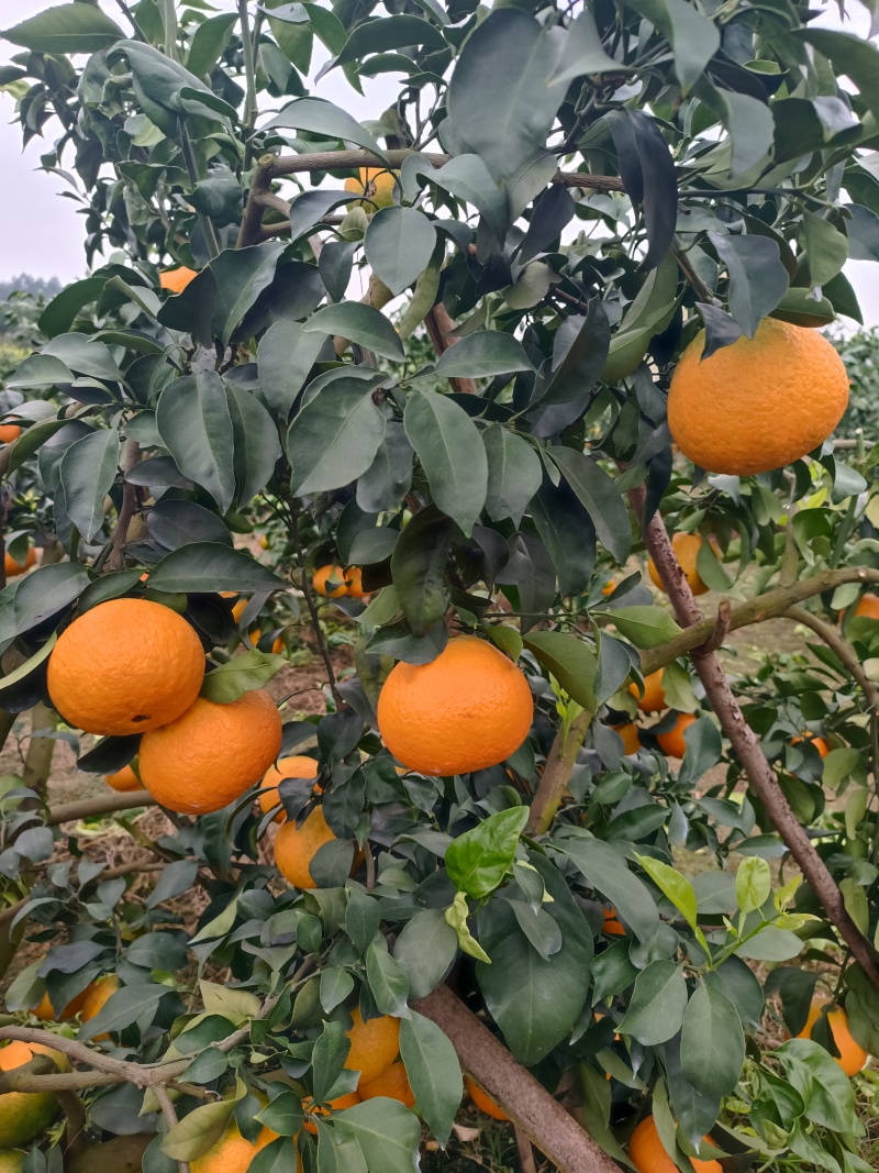 精品水果爱媛果冻橙