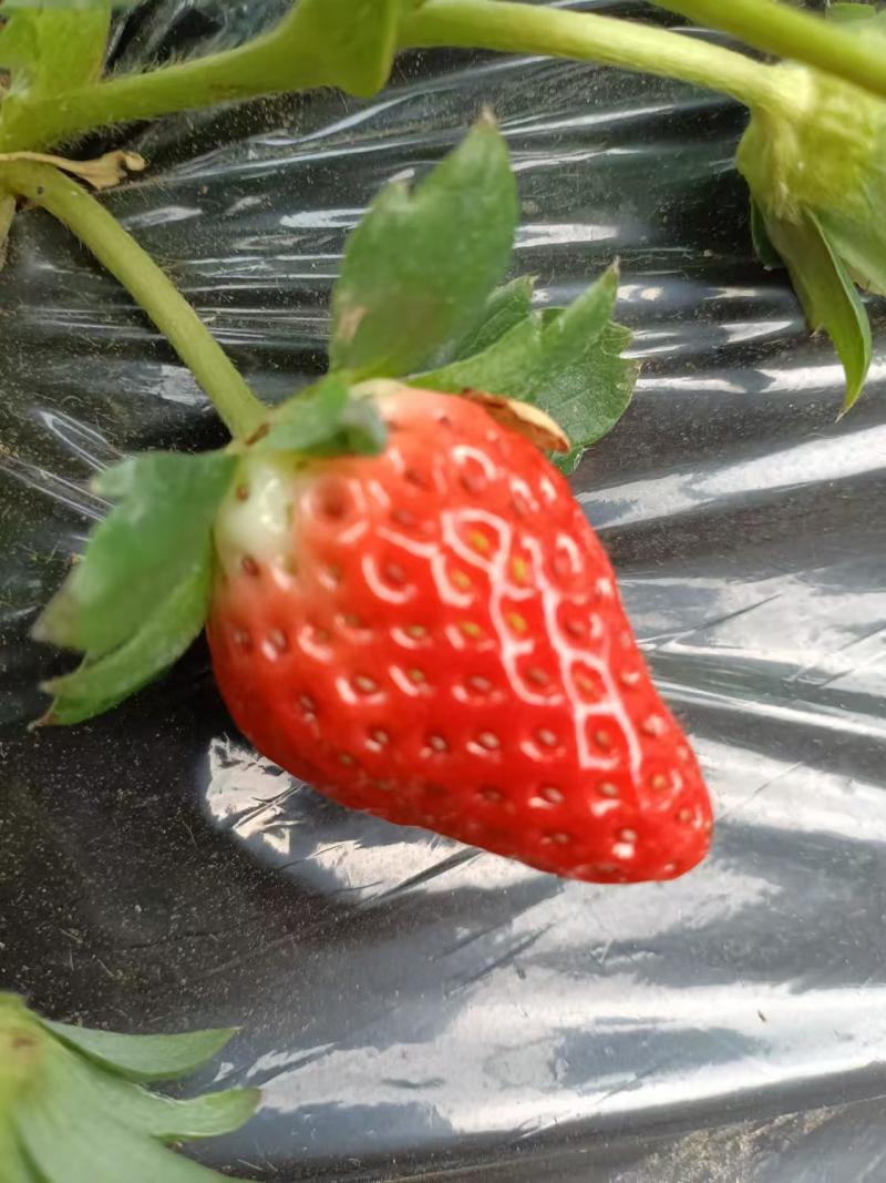 精品草莓天仙醉草莓基地直发现摘先发量大从优
