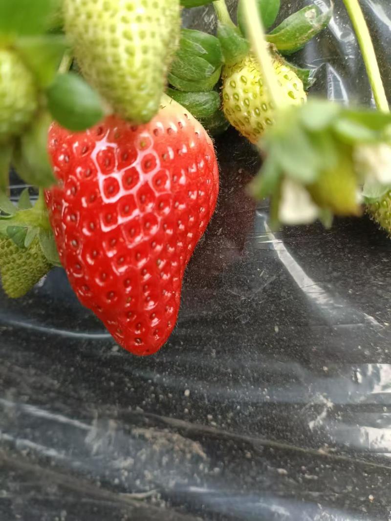 精品草莓天仙醉草莓基地直发现摘先发量大从优