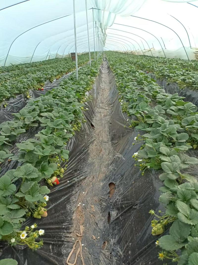 精品草莓天仙醉草莓基地直发现摘先发量大从优
