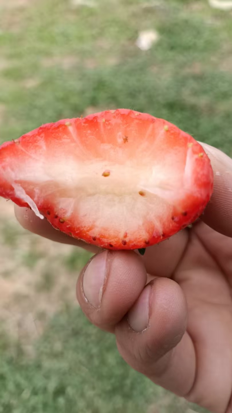精品草莓天仙醉草莓基地直发现摘先发量大从优