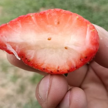 精品草莓天仙醉草莓基地直发现摘先发量大从优