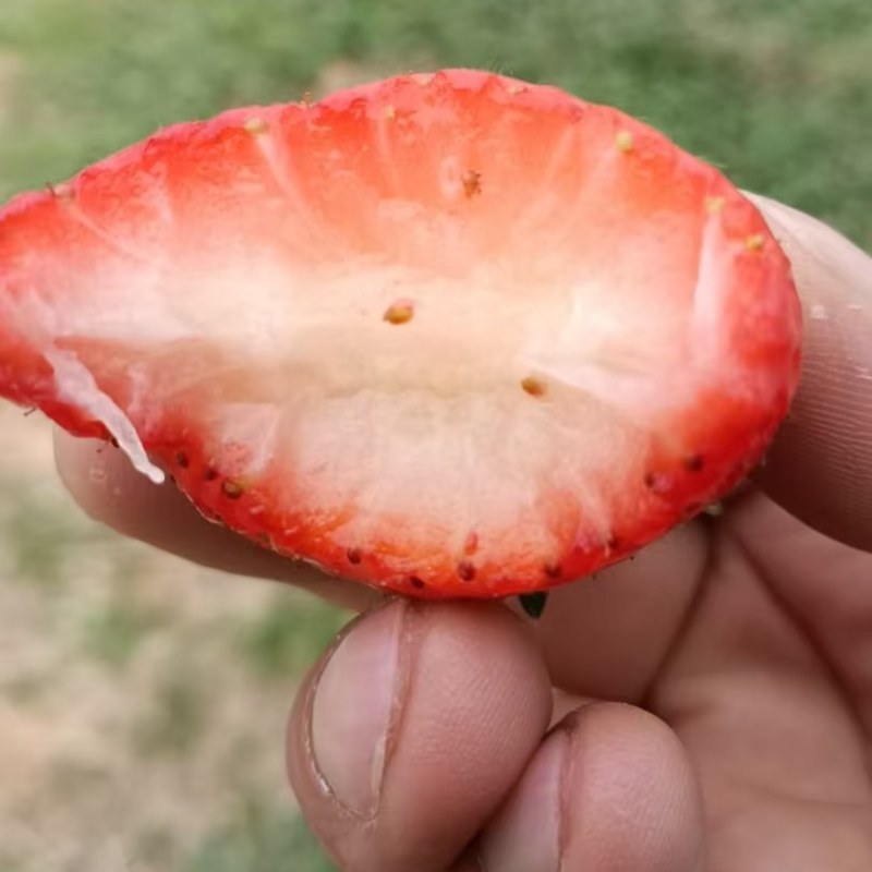 精品草莓天仙醉草莓基地直发现摘先发量大从优