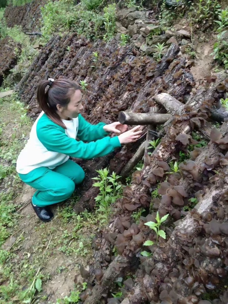 甘肃陇南椴木木耳黑木耳秋木耳品质好价格实惠