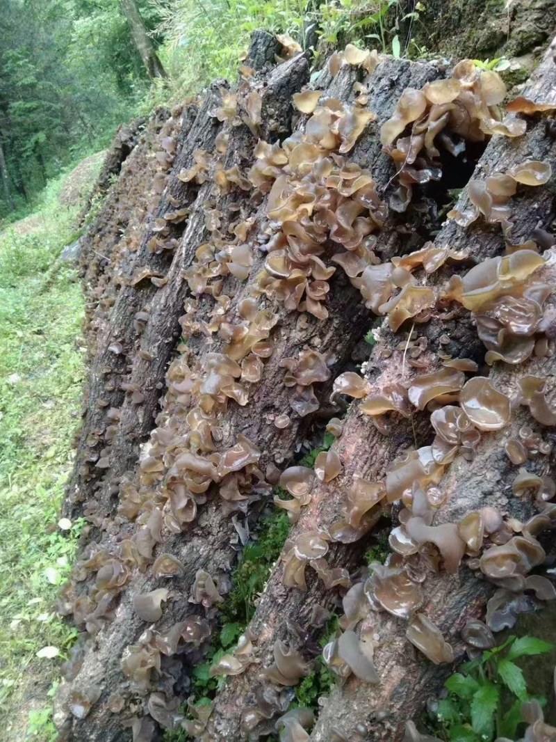 甘肃陇南椴木木耳黑木耳秋木耳品质好价格实惠