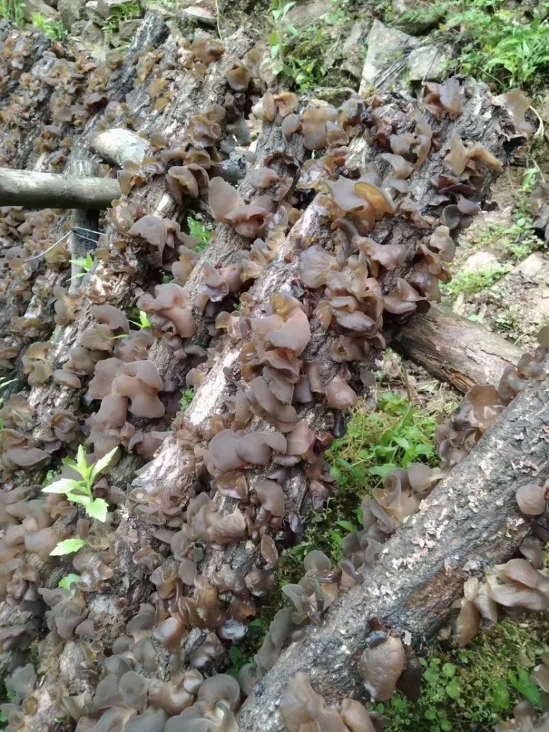 甘肃陇南椴木木耳黑木耳秋木耳品质好价格实惠