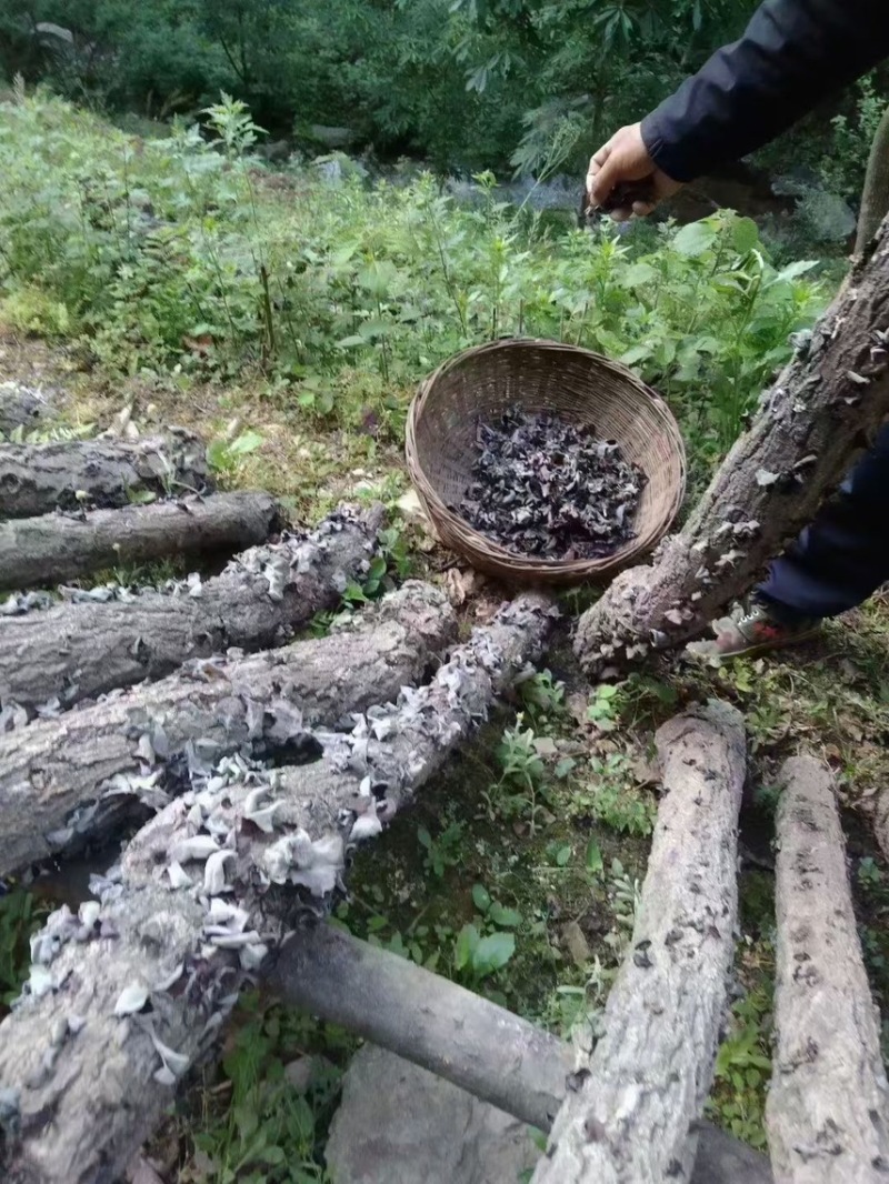 甘肃陇南椴木木耳黑木耳秋木耳品质好价格实惠