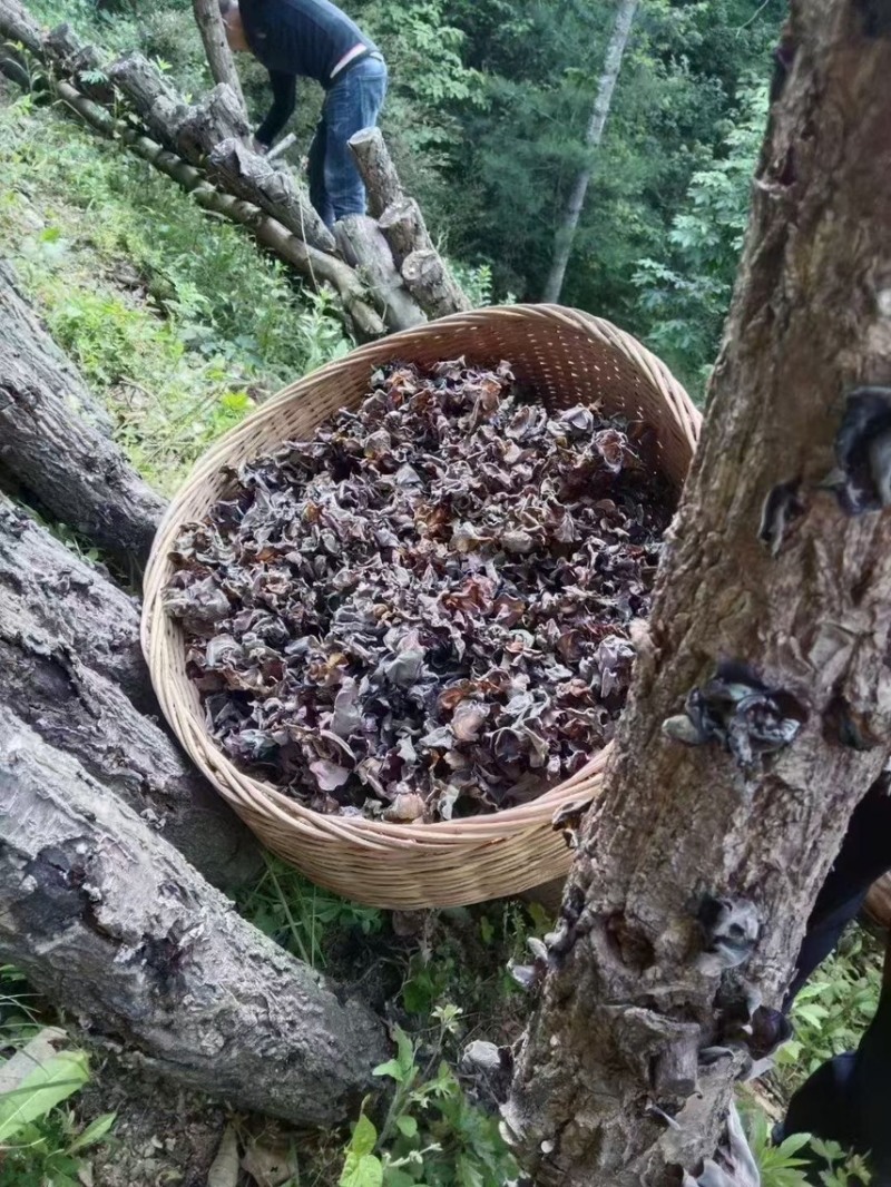甘肃陇南椴木木耳黑木耳秋木耳品质好价格实惠