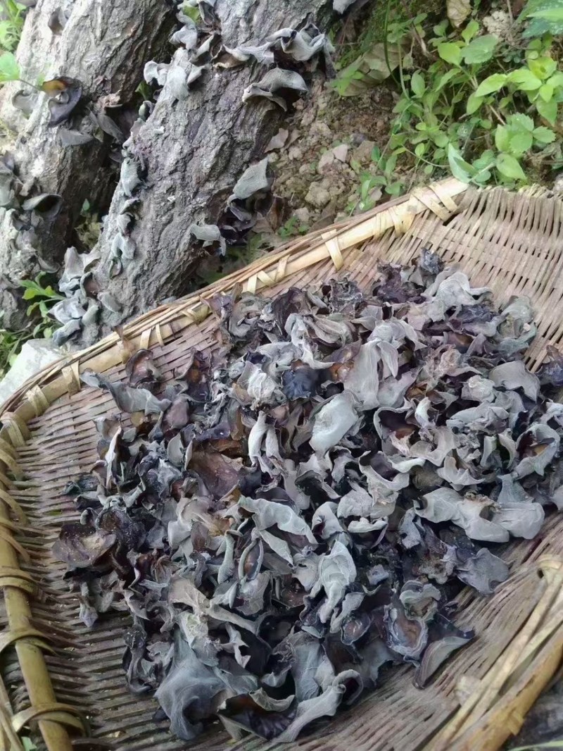 甘肃陇南椴木木耳黑木耳秋木耳品质好价格实惠