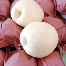 陕西渭南蒲城冷库酥梨/可视频看货/量大价优