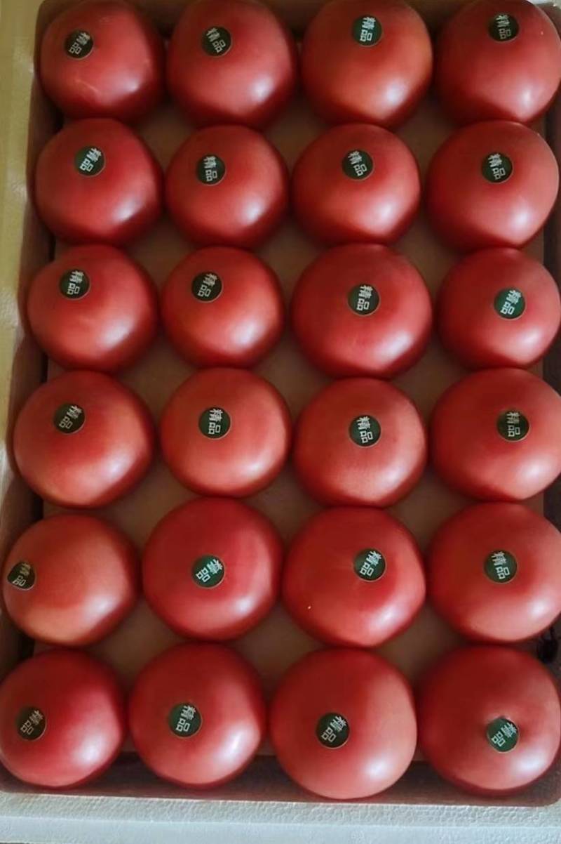 硬粉西红柿大量上市，货源充足，大量供应电商市场超市场