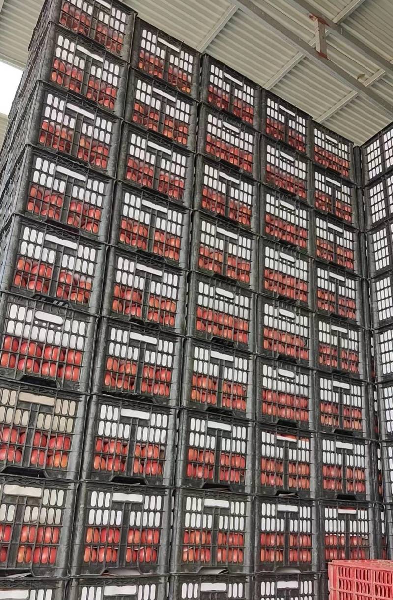 硬粉西红柿大量上市，货源充足，大量供应电商市场超市场