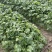 稻田稻草露天种植盘菜