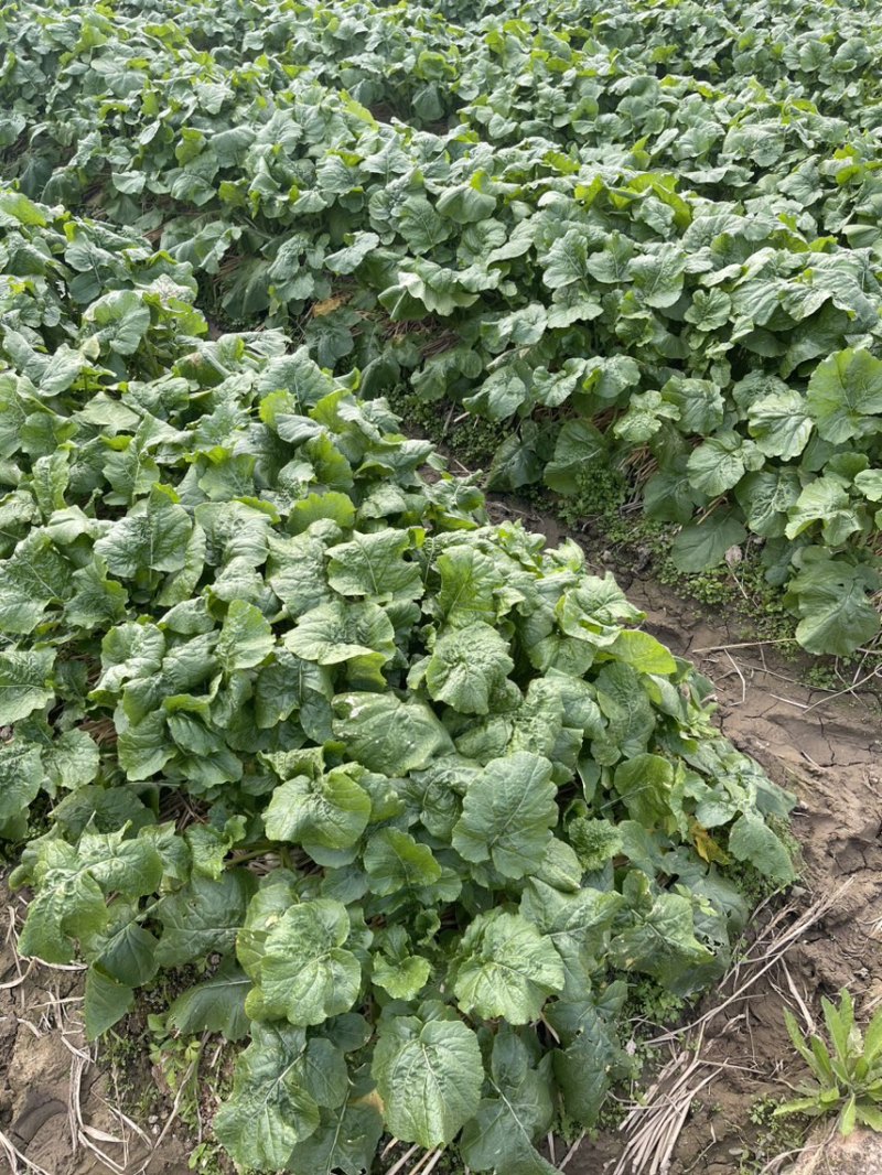 稻田稻草露天种植盘菜