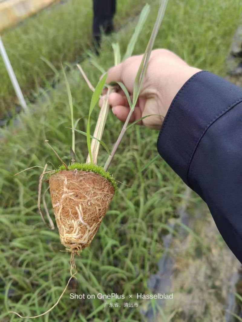 广东丰林农业果蔗脱毒组培苗黄皮，青皮杯苗！
