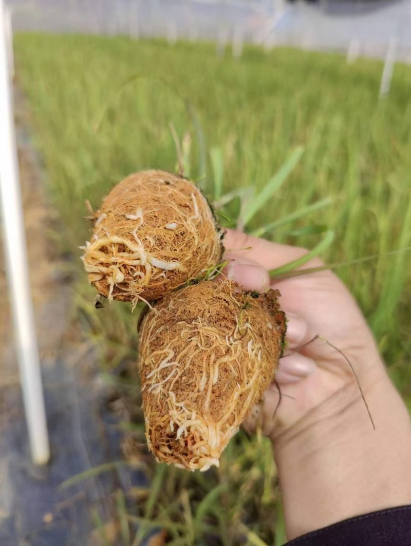 广东丰林农业果蔗脱毒组培苗黄皮，青皮杯苗！