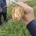 广东丰林农业果蔗脱毒组培苗黄皮，青皮杯苗！